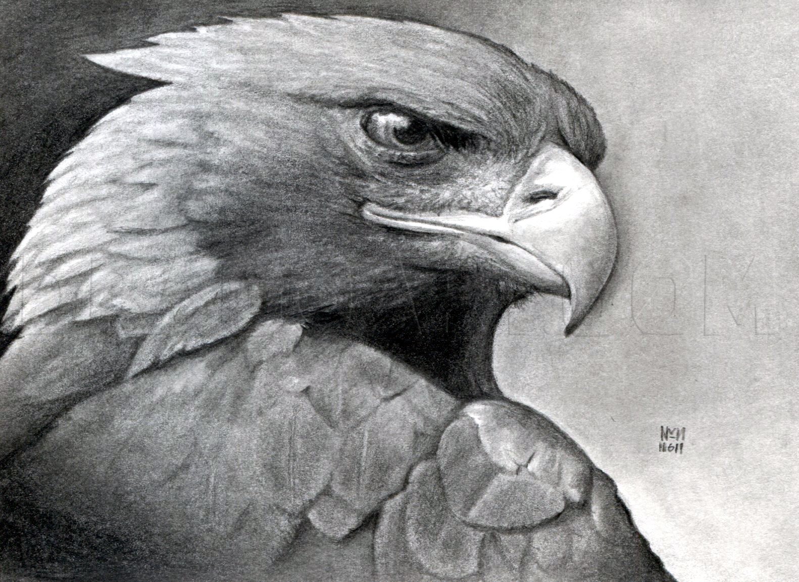 golden eagle sketch